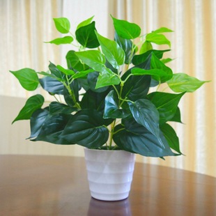 3種花,能養人,家裡客廳放一盆,越養越有貴氣!你家裡有幾盆? 3種花,能養人,家裡客廳放一盆,越養越有貴氣!你家裡有幾盆?