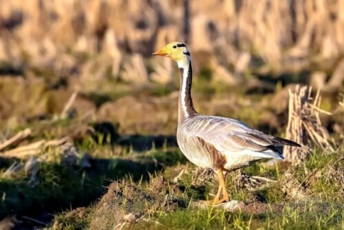 路上偶遇東北虎是什麼體驗？網友：大腦斧能有什麼壞心思呢