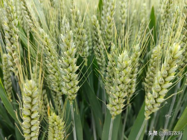 這個小麥新品種,在我國種植面積最大,連續9年全國第一 這個小麥新品種,在我國種植面積最大,連續9年全國第一