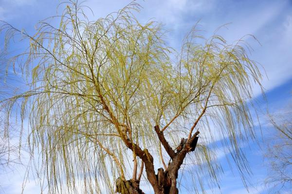 聊齋故事:陶縣令設宴待蝗神,綠衣秀才洩露天機遭報復 聊齋故事:陶縣令設宴待蝗神,綠衣秀才洩露天機遭報復