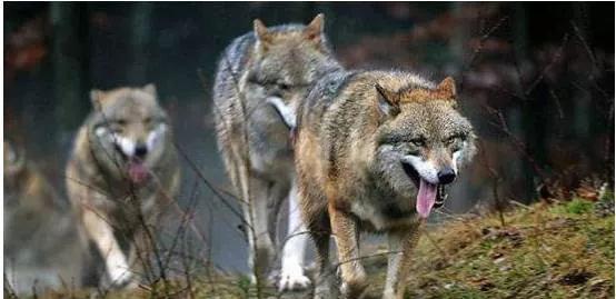 母狼難產，公狼冒死下山求獸醫相救，半年後，狼群報恩驚喜不斷