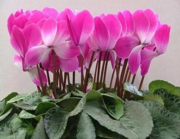 年味十足的的十一種花