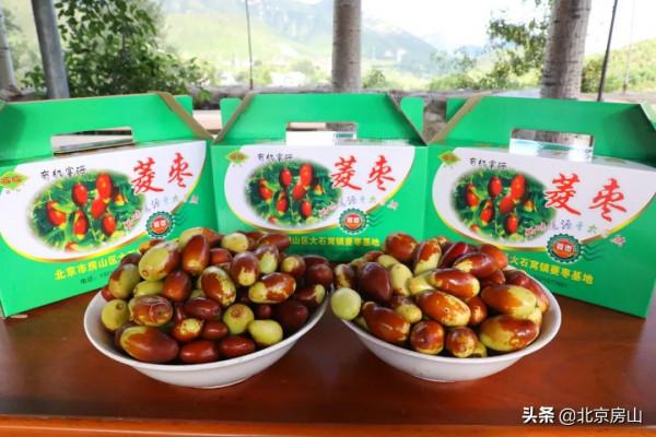 “棗”等您來！房山這裡3000畝菱棗熟啦！