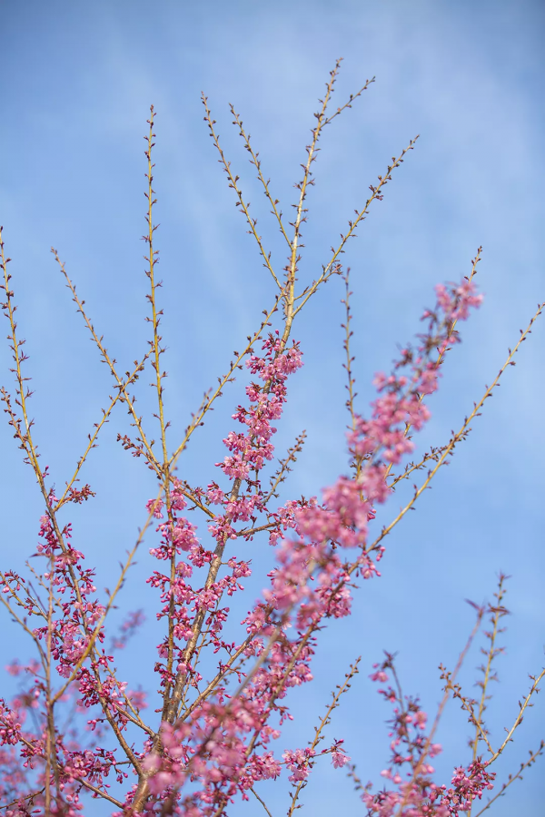 羨慕了！西昌人，你的早櫻美景正在派送中，請接收