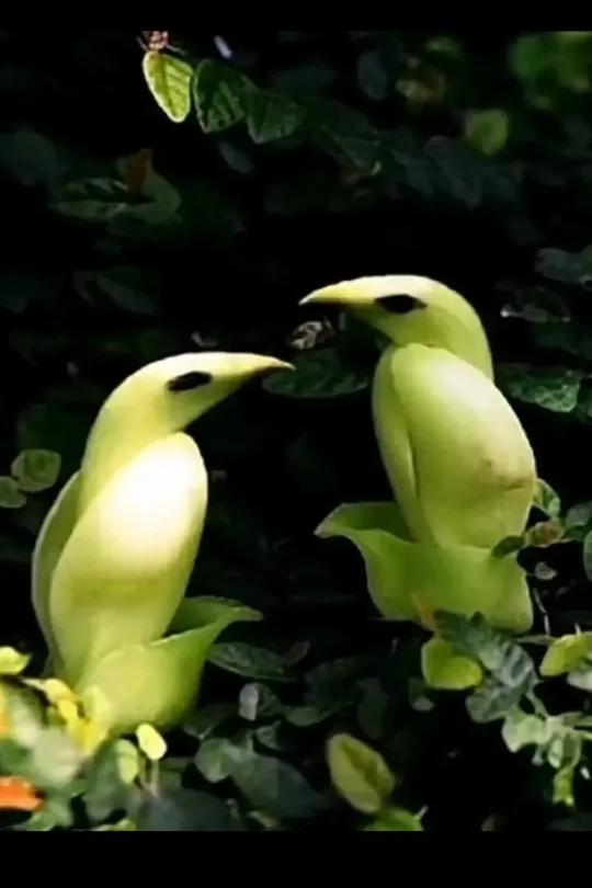 欣賞“夫妻”花：