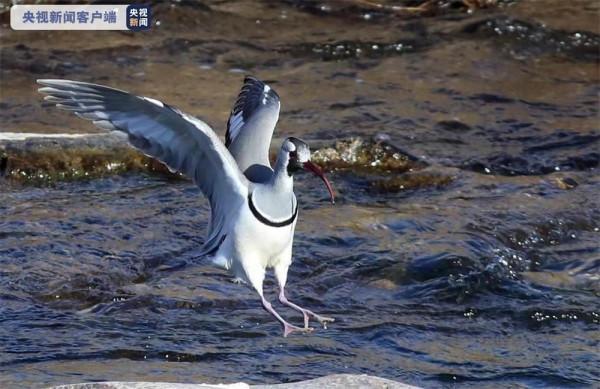 密雲成候鳥天堂 觀賞候鳥正當時 密雲成候鳥天堂 觀賞候鳥正當時