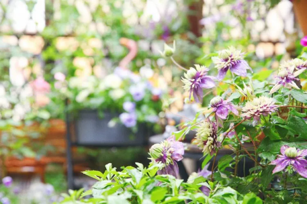 她改造的54㎡露臺花園，一個可在花叢中漫步的秘境，美不勝收