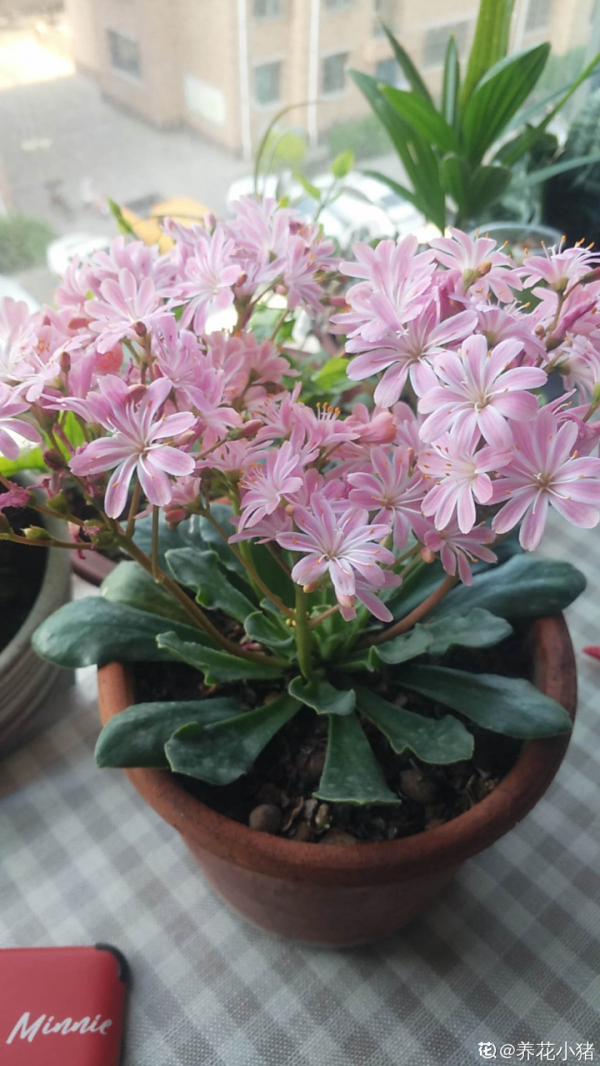 顏值超高的小清新植物，一年到頭都在開花，而且越開花越多