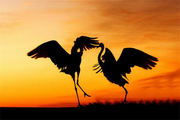 丹頂鶴女孩犧牲27年後，弟弟同樣在保護區殉職，今侄女接過接力棒