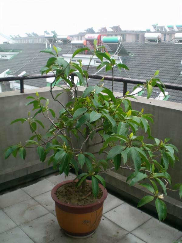 家裡種什麼樹好?專家:種上2種香樹,不僅清神、還能防蟲呢 家裡種什麼樹好?專家:種上2種香樹,不僅清神、還能防蟲呢