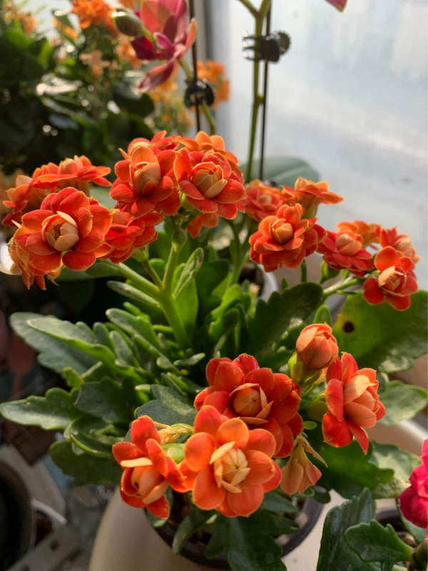 噴水別噴3類花,遇水爛葉又爛芯,最後剩個空盆 噴水別噴3類花,遇水爛葉又爛芯,最後剩個空盆