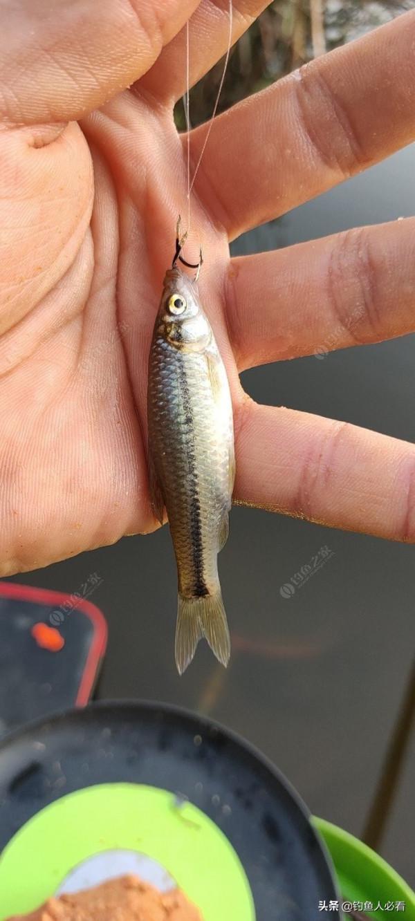 秋末時節野釣鯽魚,為何掛麥粒可以連竿 秋末時節野釣鯽魚,為何掛麥粒可以連竿