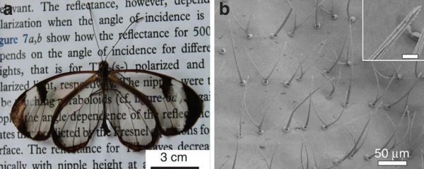另闢蹊徑！陸地上的生物為了“隱身”，把自己壓成了“餅”