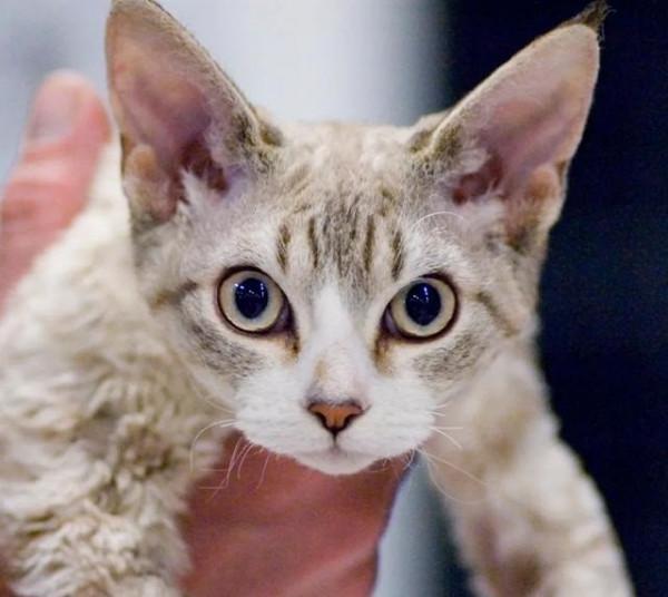 德文捲毛貓：比布偶還像狗的貓，被稱為“捲毛狗”，重點是不掉毛