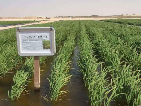 海水稻有多神奇?袁隆平鹽鹼地種水稻,迪拜沙漠變良田 海水稻有多神奇?袁隆平鹽鹼地種水稻,迪拜沙漠變良田