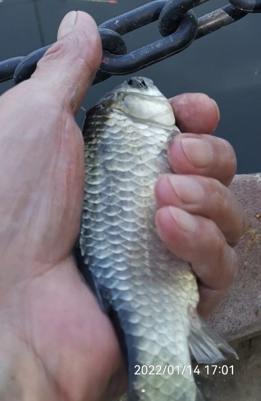 五個小時半碗淚水感動了水裡的精靈