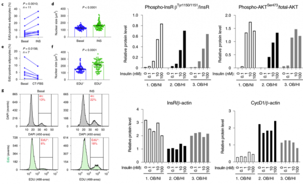 《自然·醫學》:脂肪細胞“長胖”200倍的機制找到了!科學家首次發現,脂肪細胞竟然也可進入細胞週期丨科學大發現 《自然·醫學》:脂肪細胞“長胖”200倍的機制找到了!科學家首次發現,脂肪細胞竟然也可進入細胞週期丨科學大發現