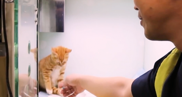 老鷹凍在湖面無法動彈,過路大叔趕緊幫忙,還有小貓咪也需要幫助 老鷹凍在湖面無法動彈,過路大叔趕緊幫忙,還有小貓咪也需要幫助