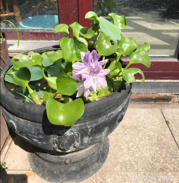 南方氾濫的花,北方人“愛不釋手”,太“拉仇恨”了 南方氾濫的花,北方人“愛不釋手”,太“拉仇恨”了