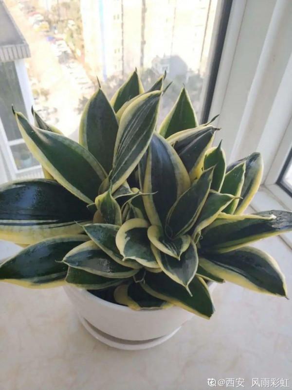 新房裝修完,養盆“天然淨化器”,淨化空氣身體棒 新房裝修完,養盆“天然淨化器”,淨化空氣身體棒