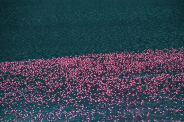 我在肯亞唯一的夢想是看火烈鳥，但我看到的一切都無法形容