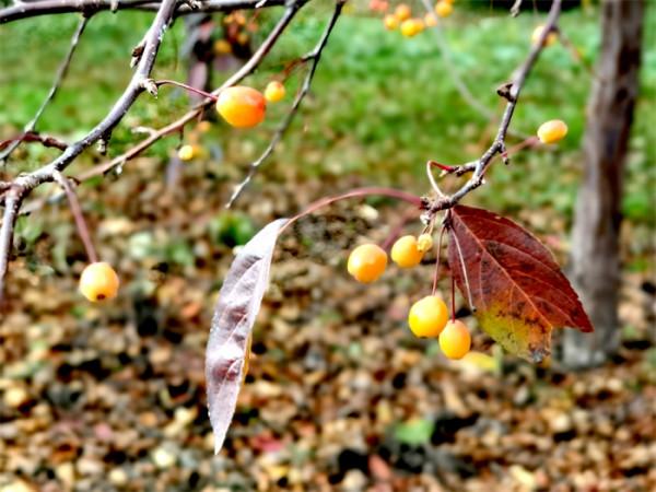 打卡丨秋天是什麼顏色？百花園內五彩斑斕