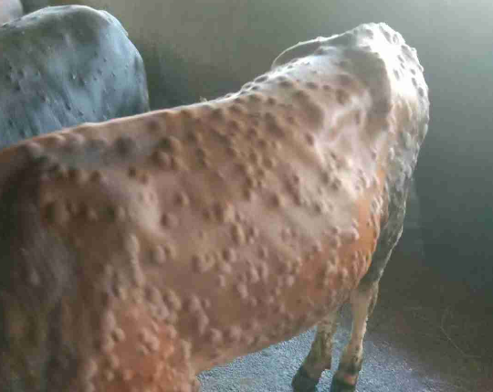 牛結節病怎麼消毒？牛結節病用什麼消毒液？看完本文就會了