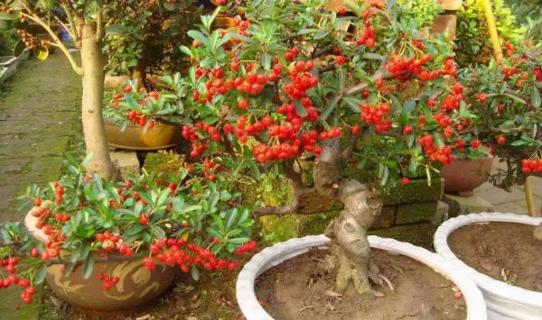 下雪前,這“3種”果樹最好養,越“冷”越開花,果實結不停 下雪前,這“3種”果樹最好養,越“冷”越開花,果實結不停