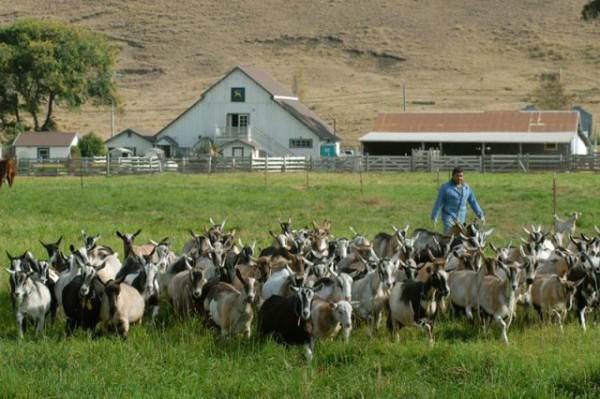 澳洲上演“人羊地盤戰”,百萬野山羊吃不完,為何不出口到中國? 澳洲上演“人羊地盤戰”,百萬野山羊吃不完,為何不出口到中國?