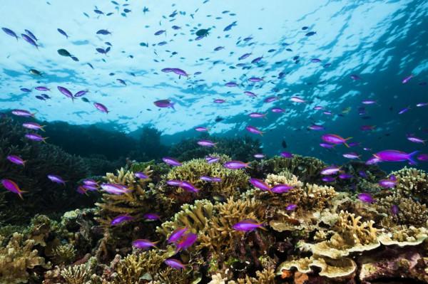 請欣賞美麗瞬間