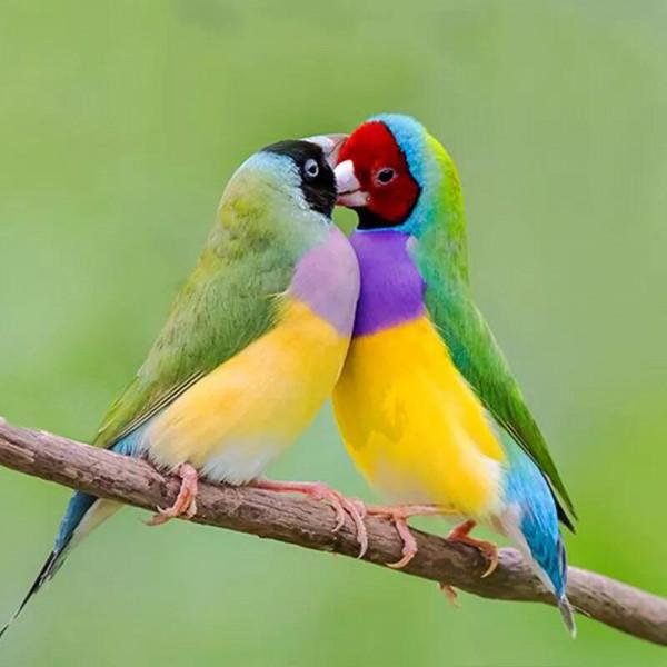 分享一組美麗的七彩文鳥