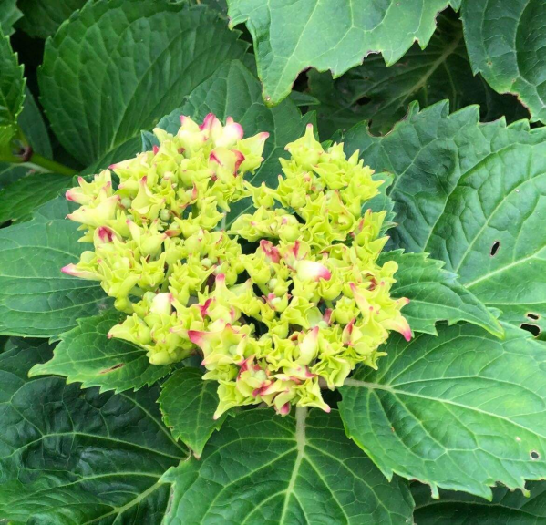 12月養繡球，要做4個核心工作，來年開花比臉還大