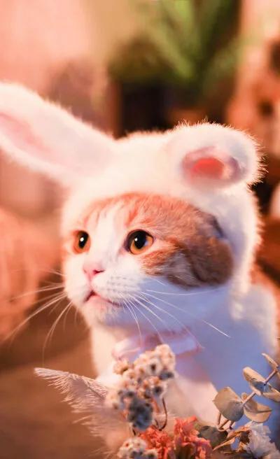 陳皮到豬皮 陳皮到豬皮