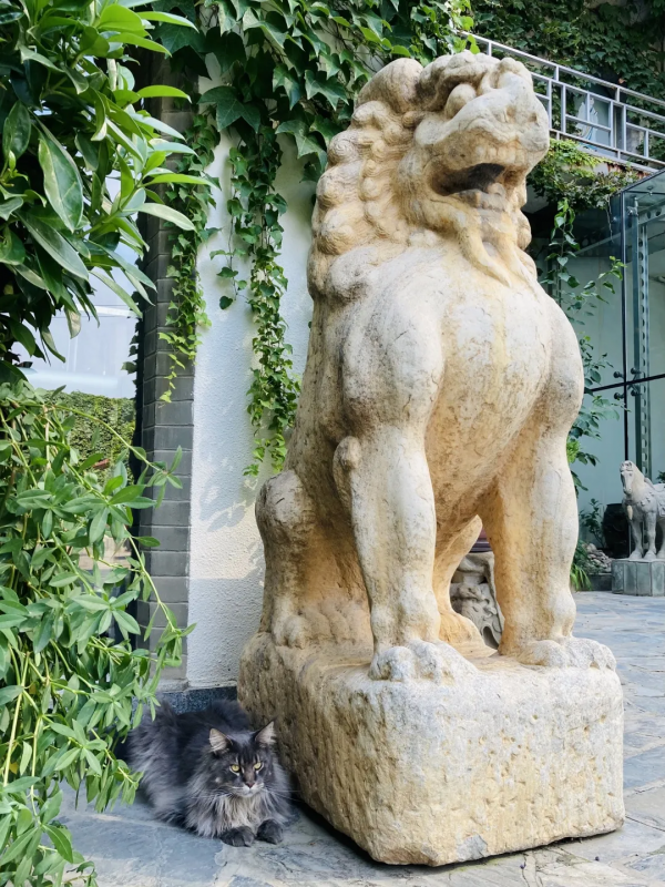 貓館長的守護神,是你嗎? 貓館長的守護神,是你嗎?