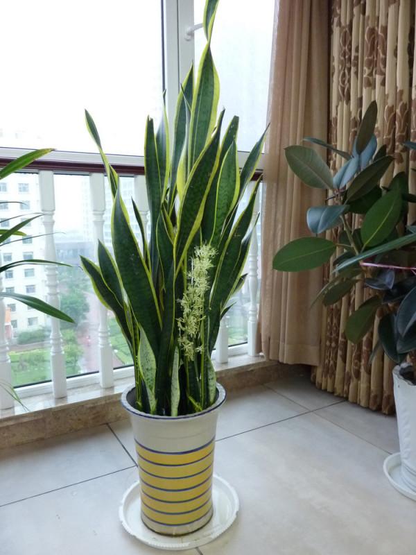 客廳想養“健康花”,建議從這12種裡面選,不僅養人,還大氣吉祥 客廳想養“健康花”,建議從這12種裡面選,不僅養人,還大氣吉祥