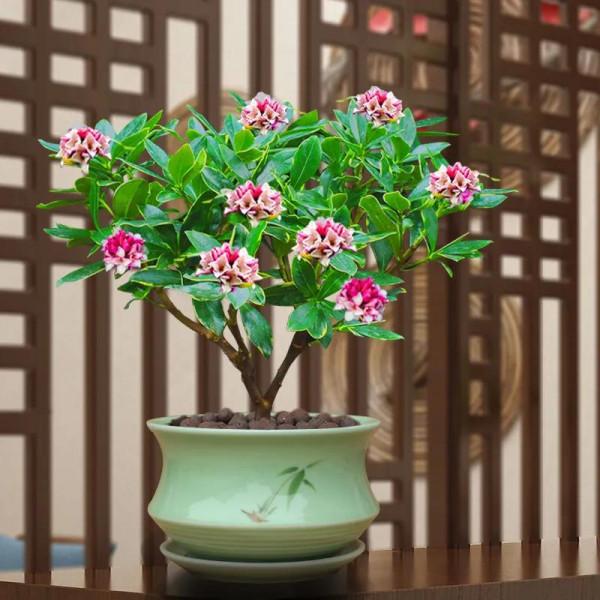 寓意祥瑞，瑞香花。過年養一盆，室內馨香，祥瑞安康