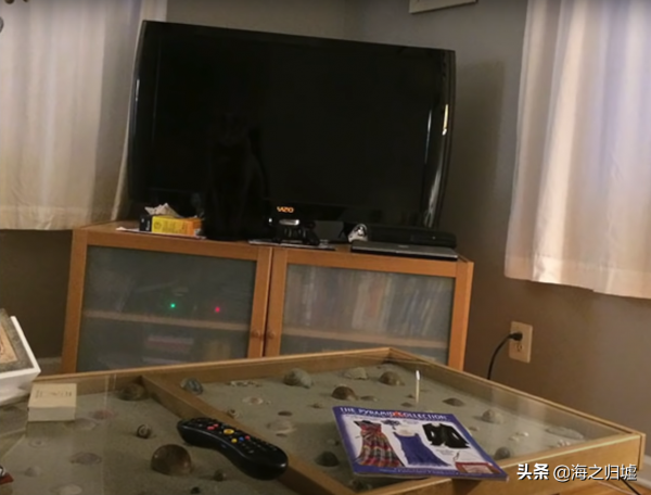 31張“捉迷藏”照片，證明貓咪才是“偽裝大師”，你能找到它嗎？