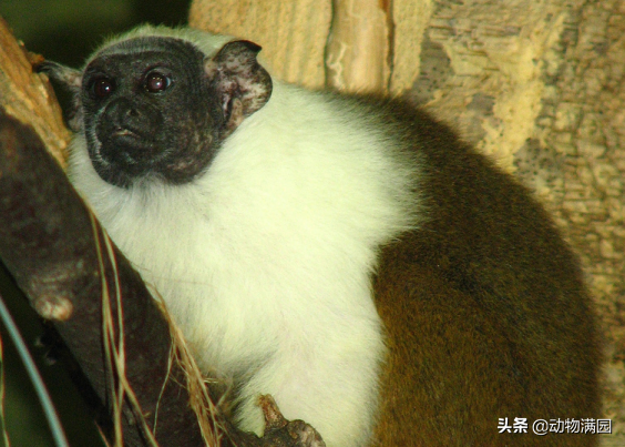 物種百科：黑白檉柳猴