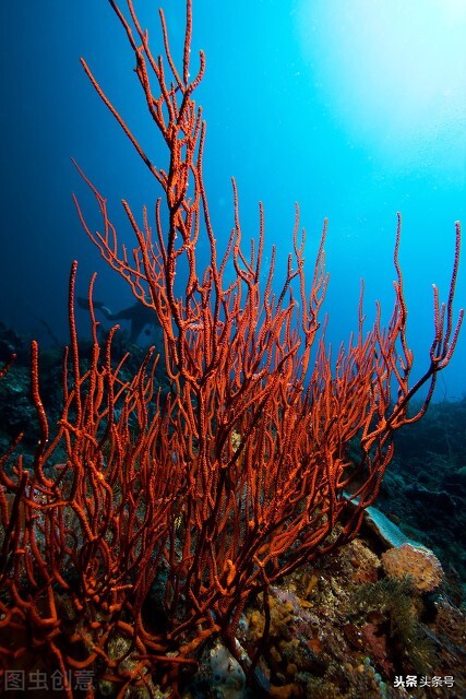 《太平廣記》志怪故事：吃得多長得瘦的人，肚裡一定奇貨可居