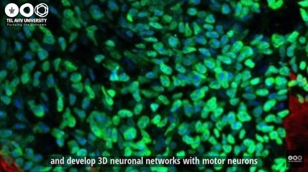 癱瘓小鼠接受人類脊髓組織移植，能重新走路了！或將治癒諸多絕症