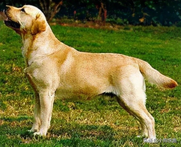 養金毛還是養拉布拉多犬？看完你就知道該如何選擇