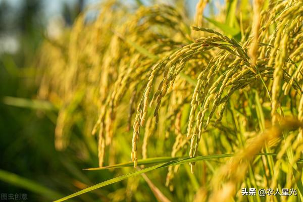 天氣預報：今年的年景咋樣？看正月初八的天氣就知道了！農諺咋說