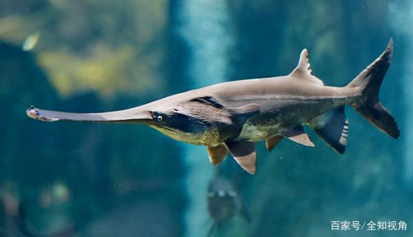 國家一級保護動物的魚你知道多少？意外釣獲後千萬要及時放生