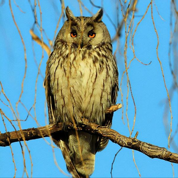東江攬勝:收集常見鳥類圖譜之猛禽篇,攝鳥人自留地,建議收藏 東江攬勝:收集常見鳥類圖譜之猛禽篇,攝鳥人自留地,建議收藏