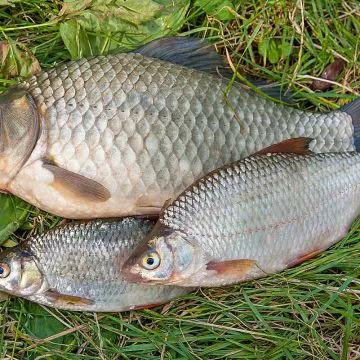 撇底鉤釣魚記