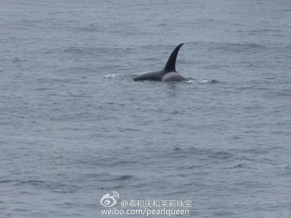 南極遊記 10 （下） 2016，01，25 欺騙島