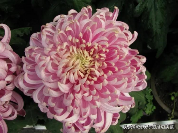 傲霜菊花奪人眼