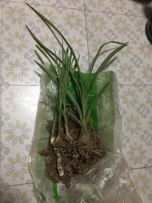 養花之後太多壞毛病了