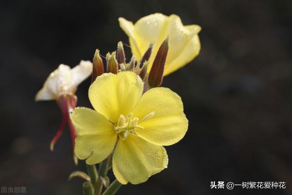 秋天是這10種花卉的天下,薰衣草、大麗花、薰衣草種在花園超美 秋天是這10種花卉的天下,薰衣草、大麗花、薰衣草種在花園超美