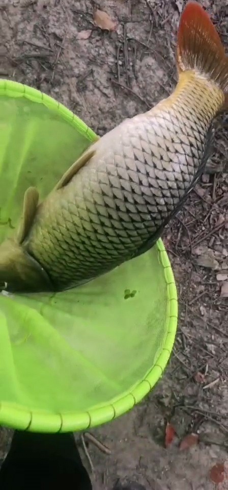 釣大鯉還得傳統釣,十斤大鯉女友“狗子”幫我抄上來 釣大鯉還得傳統釣,十斤大鯉女友“狗子”幫我抄上來